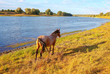horse standing on  the river shore 