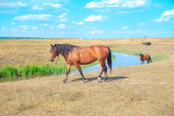 domestic horses grazing near little river