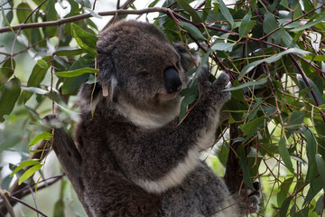 Koala is a native animal in Australia, this lives in Phillip Island in Victoria