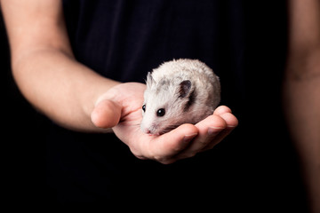 the hamster in the guy’s hands, the symbol of the new year, Chinese New Year 2020, a template for...