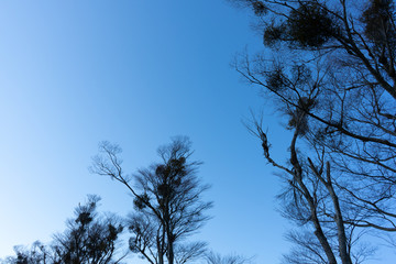 Blue sky and tree silhouette with contrast. Taken at a lake around Mt. Fuji.
