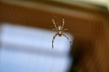 Big brown spider