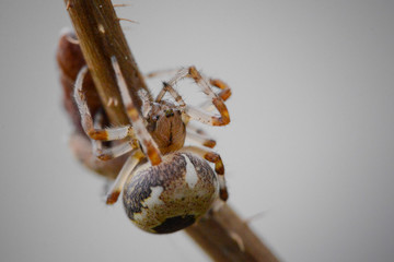 closeup of a spider on a stalk