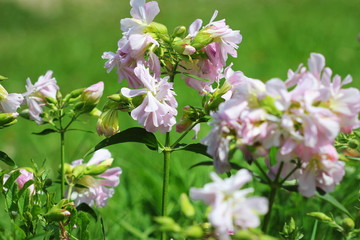 soapwort white flowers in summer garden. Common soapwort, bouncing-bet, crow soap, wild sweet William plant.