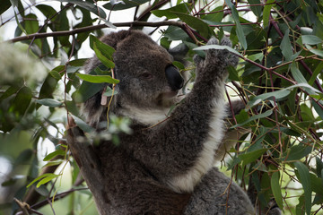 Fototapeta na wymiar Koala is a native animal in Australia, this lives in Phillip Island in Victoria