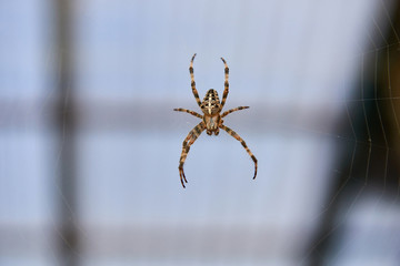 Big brown spider