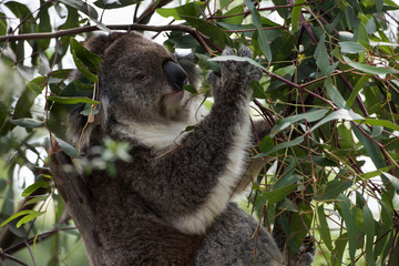 Koala is a native animal in Australia, this lives in Phillip Island in Victoria