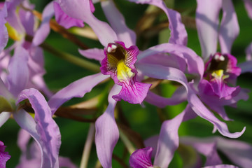 Fototapeta na wymiar Close up of exotic pink and purple Schomburgkia Superbiens orchid flowers