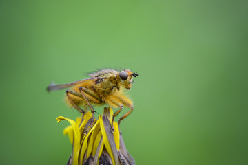 insect on a green background