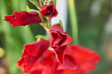 Red gladiolus flowers