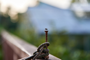 Fly sits on a metal nail