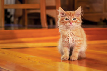 Obraz premium Red ginger kitten sitting on wooden floor in cozy room