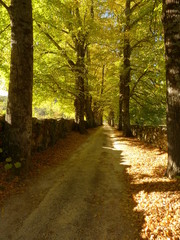 camino Otoñal El Escorial