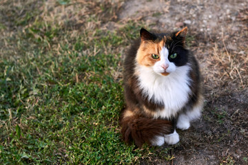 Naklejka na ściany i meble Variegated cat sits on the grass