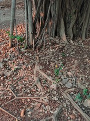 Root of banyan tree