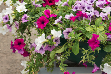 Colored geraniums in a wooden basket on the streets of the city. Multicolored.