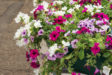 Fototapeta na wymiar Colored geraniums in a wooden basket on the streets of the city. Multicolored.