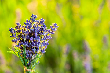 Bunch of fresh lavandula in man's hand. Field of young lavender flowering plants at the background.