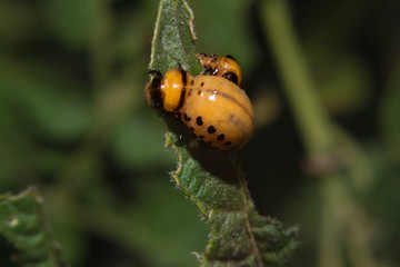 Colorado beetle macro eating potato leaf.