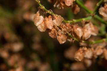 Close up of fragrant dill (fennel), ripe dill head. Dill umbrellas with seeds growing in herb garden. Dill flower. Soft selective focus, blur. Macro mode. Wall murals.