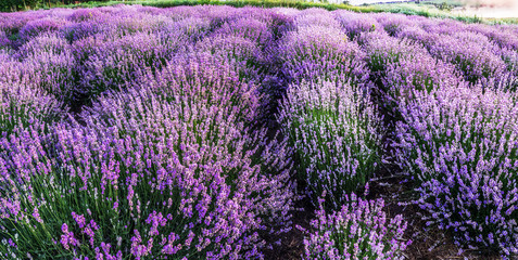 Obraz na płótnie Canvas Colorful flowering lavandula or lavender field in the dawn light.