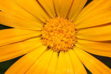 Calendula. Marigold flower isolated on black background.