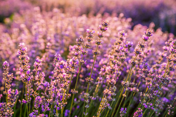 Colorful flowering lavandula or lavender field in the dawn light.
