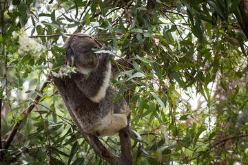 Koala is a native animal in Australia, this lives in Phillip Island in Victoria