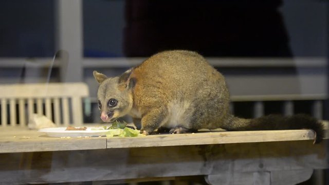 brush tailed possum raccoon in Kangaroo Island