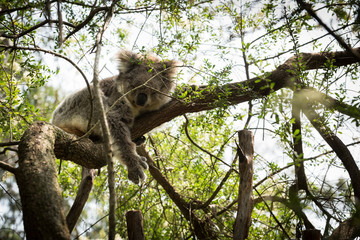 Koala is a native animal in Australia, this lives in Phillip Island in Victoria
