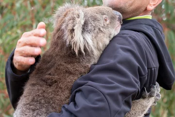 Foto auf Alu-Dibond Koala in Australien nach Buschfeuer gerettet © Andrea Izzotti