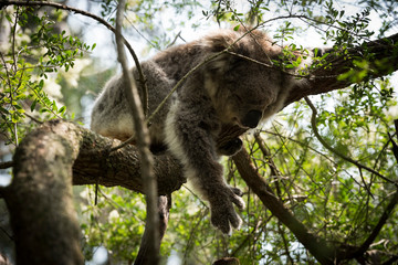 Koala is a native animal in Australia, this lives in Phillip Island in Victoria