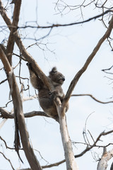 Koala is a native animal in Australia, this lives in Phillip Island in Victoria