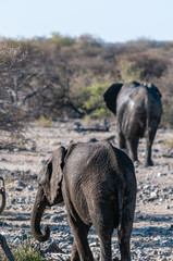 Fototapeta premium A herd of African Elephants -Loxodonta Africana- walking past after having taken a bath in a waterhole in Etosha National Park, Namibia.