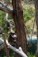 Koala is a native animal in Australia, this lives in Phillip Island in Victoria
