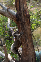 Koala is a native animal in Australia, this lives in Phillip Island in Victoria