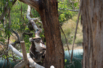 Koala is a native animal in Australia, this lives in Phillip Island in Victoria