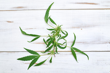 Obraz premium Cannabis, marijuana leaves on a light wooden background.
