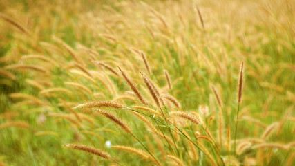 Fototapeta premium field of wheat outdoor nature. cattails flower background
