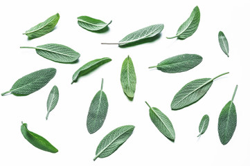 Fresh velvet leaves of garden sage on the white background.