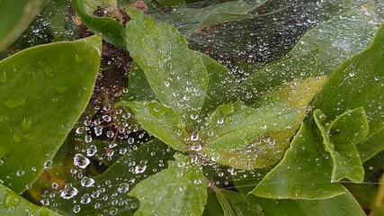 水滴