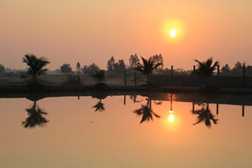  silhouette tree in asia with sunset.Tree silhouetted against a setting sun.Dark tree on open field dramatic sunrise and reflection in water.