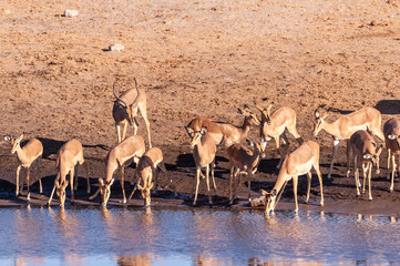 A group of Impalas -Aepyceros melampus- drinking from a waterhole in Etosha National Park, Namibia.