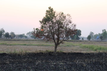 In the evening, the fields were burnt.