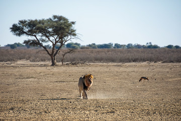 Naklejka premium Kalahari Lion