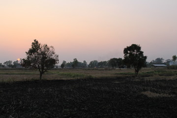In the evening, the fields were burnt.