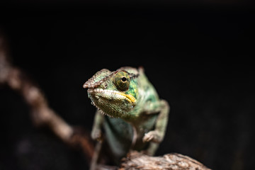 Green chameleon sitting branch rock black background dof sharp focus space for text macro reptile jungle aquarium home pet cute