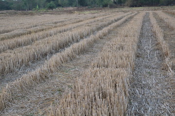 Rice stubble in a field