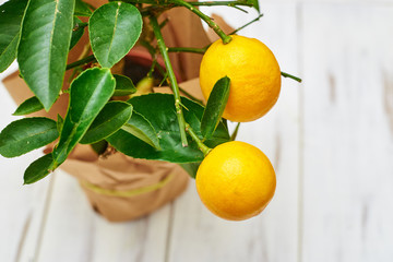 Lemon plant with two fruits on a light background.