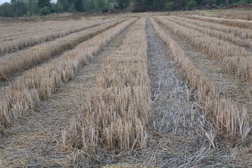 Rice stubble in a field